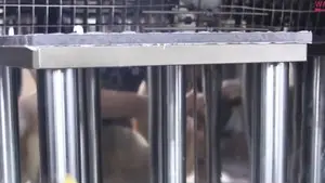 Máquina de ensayo de impacto con caída de peso para materiales compuestos